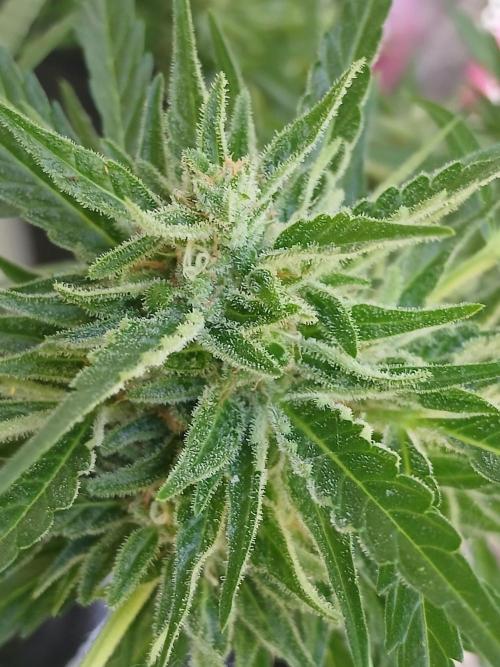 Original Skunk meets Auto. Week 12