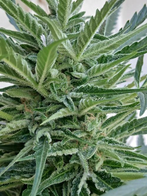 Original Skunk meets Auto. Week 12