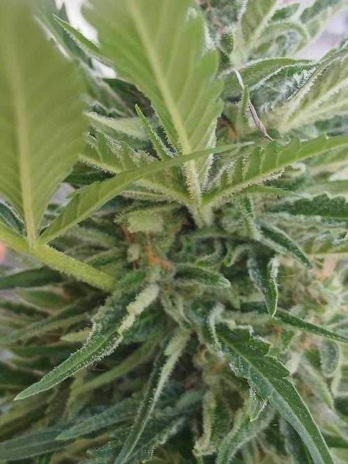 Original Skunk meets Auto. Week 12