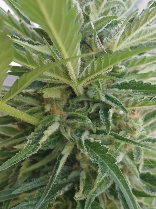 Original Skunk meets Auto. Week 12