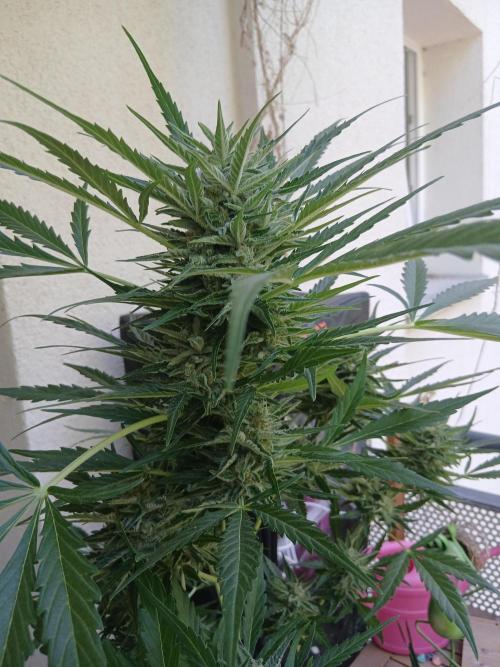 Original Skunk meets Auto. Week 12