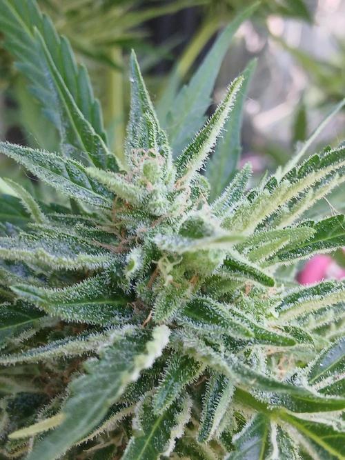Original Skunk meets Auto. Week 12