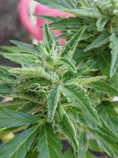Original Skunk meets Auto. Week 12