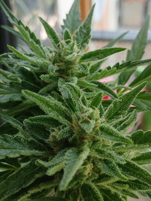 Original Skunk meets Auto. Week 12