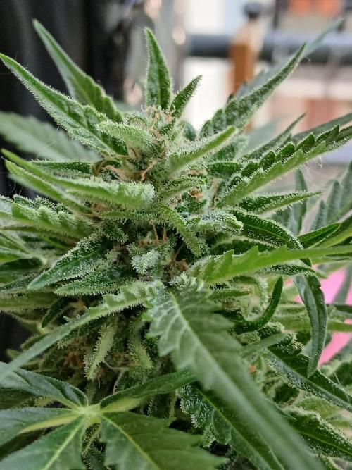 Original Skunk meets Auto. Week 12