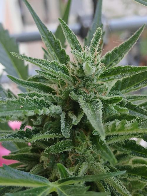 Original Skunk meets Auto. Week 12