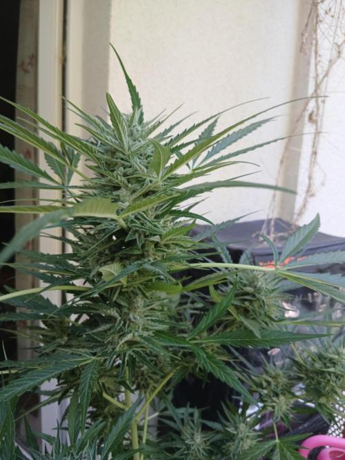 Original Skunk meets Auto. Week 12