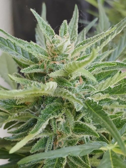 Skunk Auto. Week 12