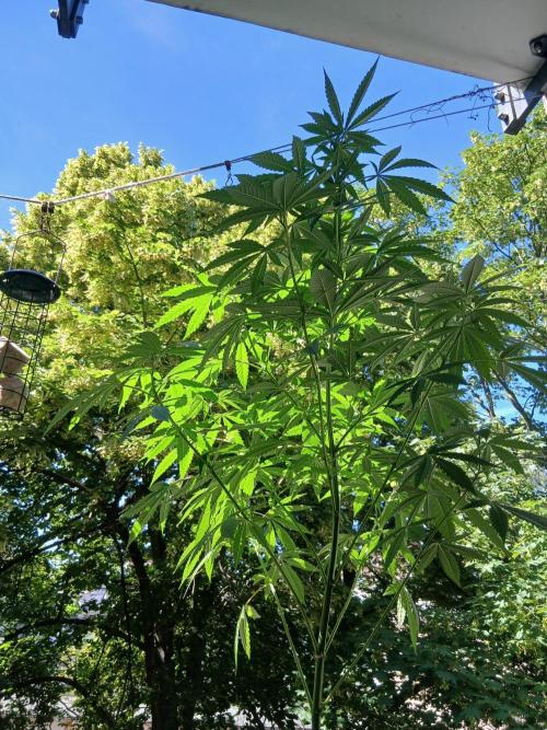 Super Sativa Seed Club Outdoor Version. Week 12