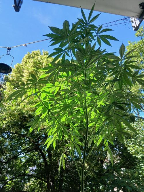 Super Sativa Seed Club Outdoor Version. Week 12