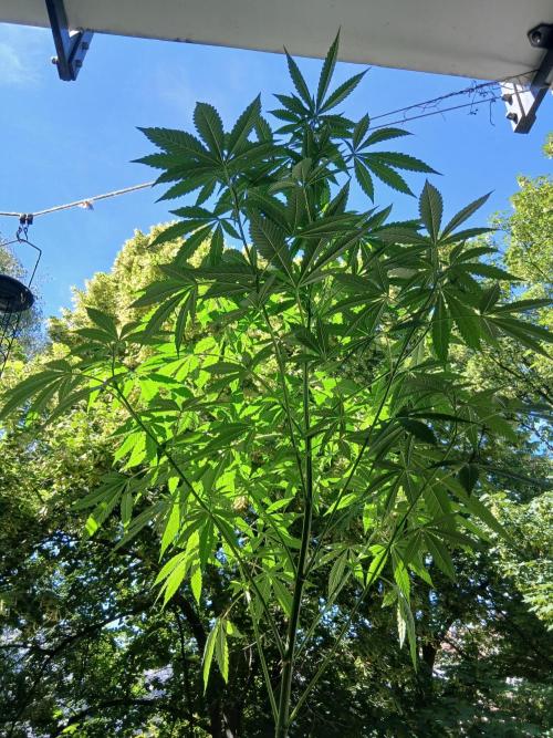 Super Sativa Seed Club Outdoor Version. Week 12