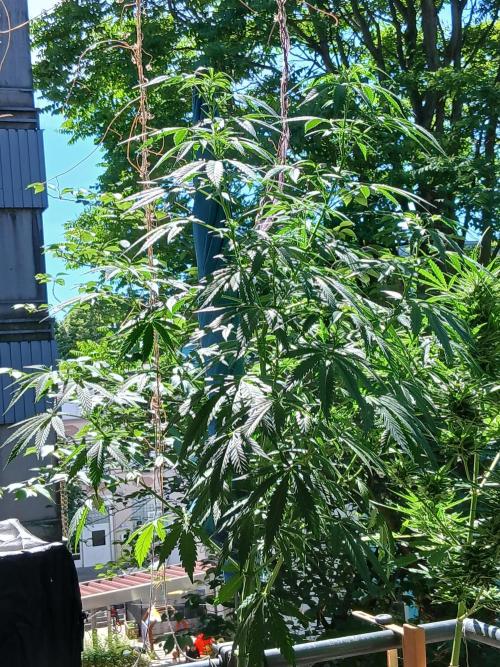 Super Sativa Seed Club Outdoor Version. Week 12