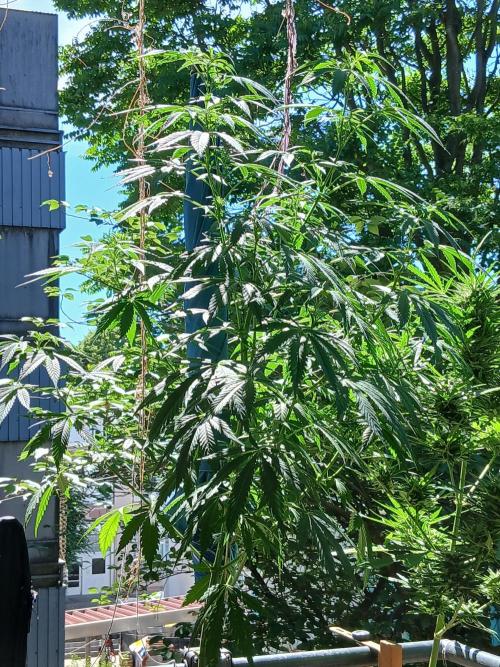 Super Sativa Seed Club Outdoor Version. Week 12