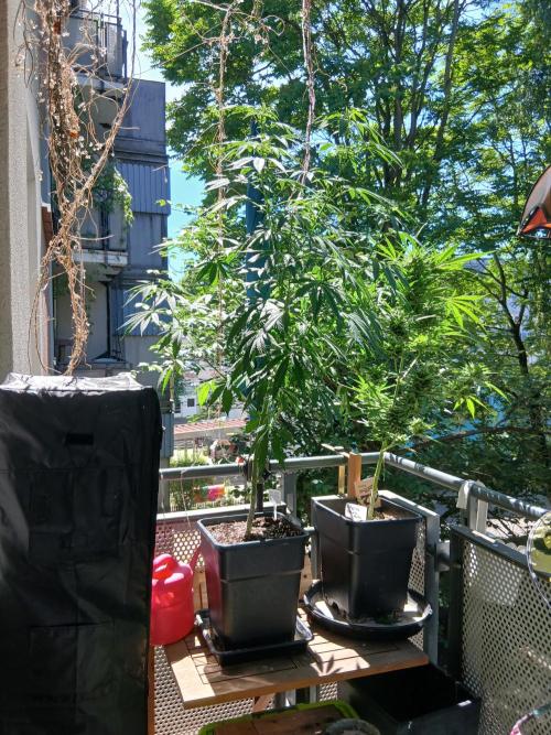 Super Sativa Seed Club Outdoor Version. Week 12