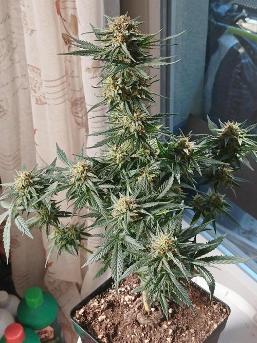 Ghost Train Og. Week 12