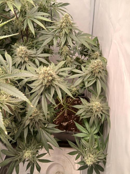 Super Sativa Seed Club Soil Version. Week 12