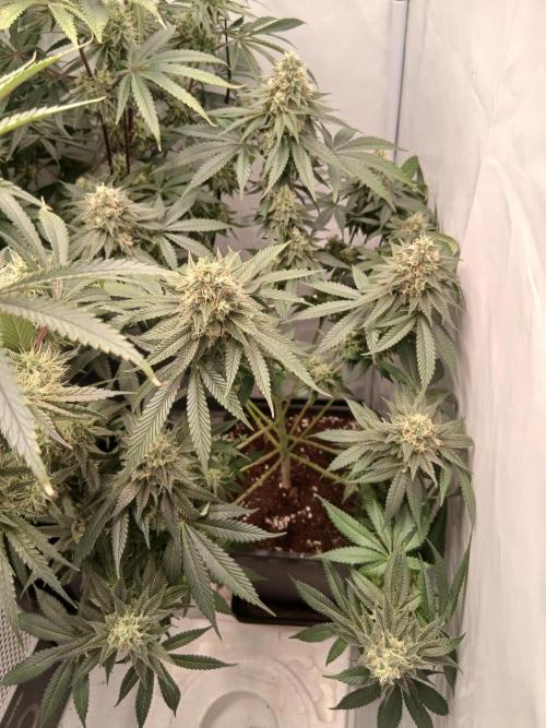 Super Sativa Seed Club Soil Version. Week 12