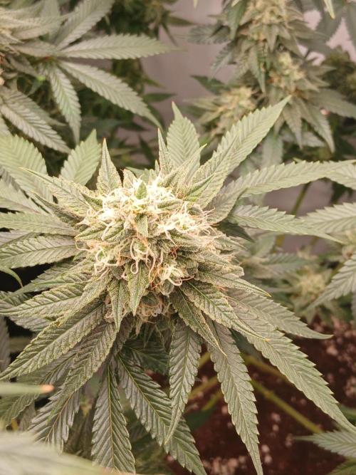 Super Sativa Seed Club Soil Version. Week 12