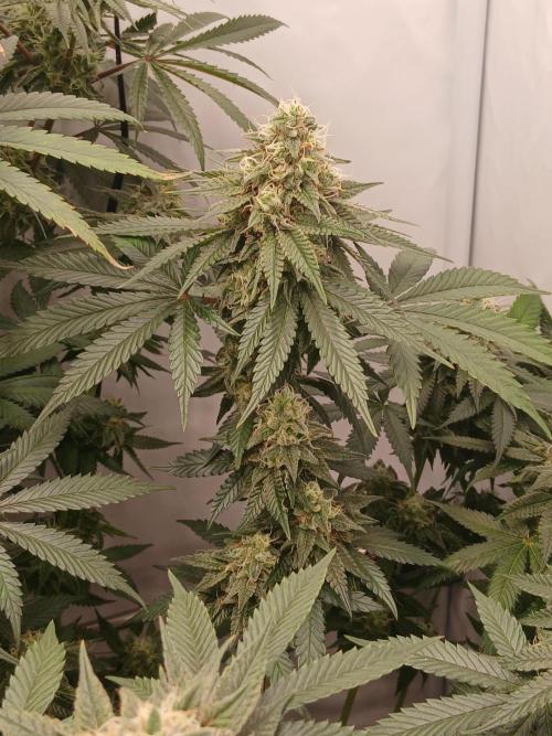 Super Sativa Seed Club Soil Version. Week 12