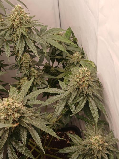Super Sativa Seed Club Soil Version. Week 12