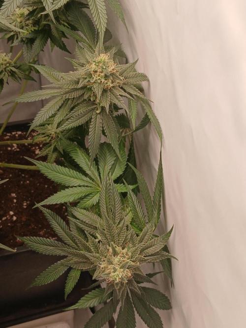Super Sativa Seed Club Soil Version. Week 12