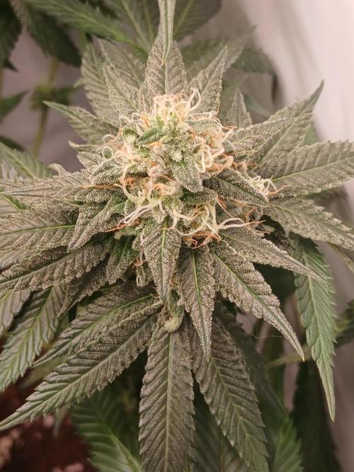 Super Sativa Seed Club Soil Version. Week 12
