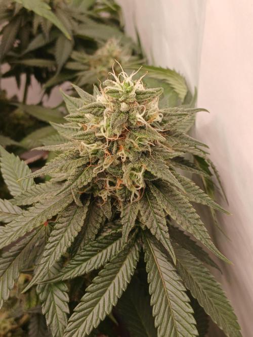 Super Sativa Seed Club Soil Version. Week 12