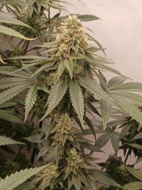 Super Sativa Seed Club Soil Version. Week 12