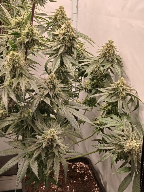 Super Sativa Seed Club Soil Version. Week 12