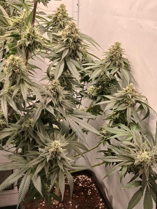 Super Sativa Seed Club Soil Version. Week 12