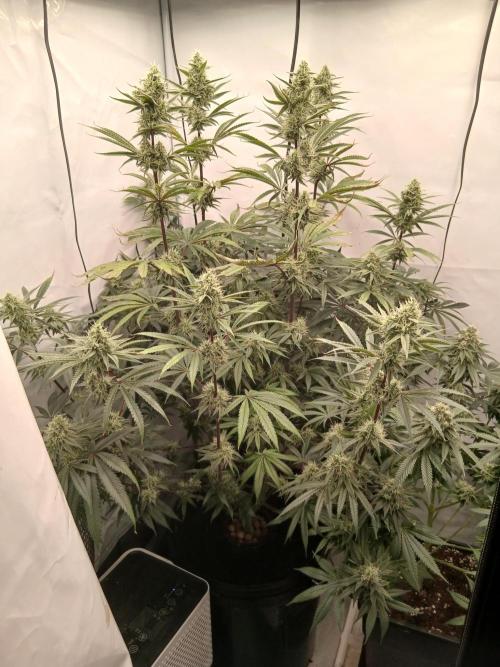 Super Sativa Seed Club DWC Version. Week 12