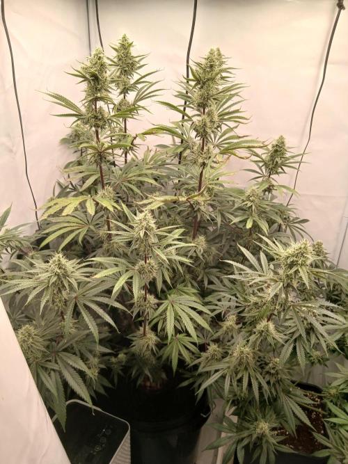 Super Sativa Seed Club DWC Version. Week 12