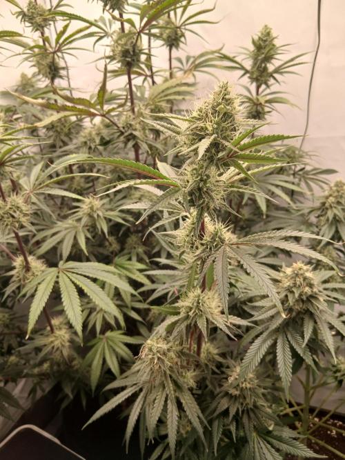 Super Sativa Seed Club DWC Version. Week 12