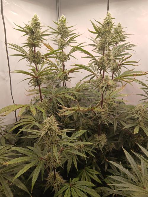 Super Sativa Seed Club DWC Version. Week 12