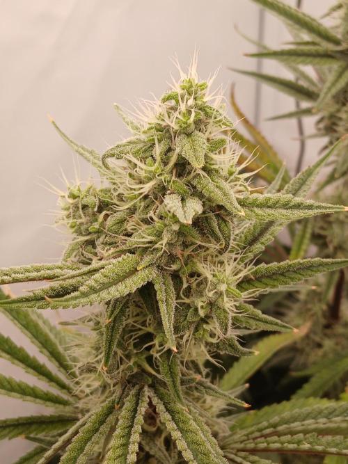Super Sativa Seed Club DWC Version. Week 12
