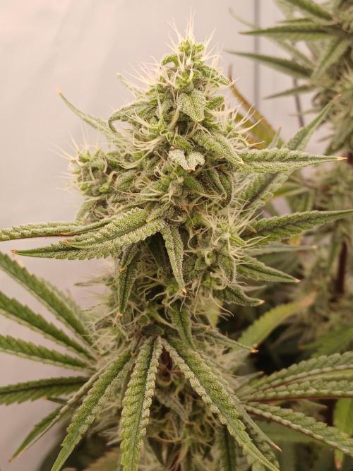 Super Sativa Seed Club DWC Version. Week 12