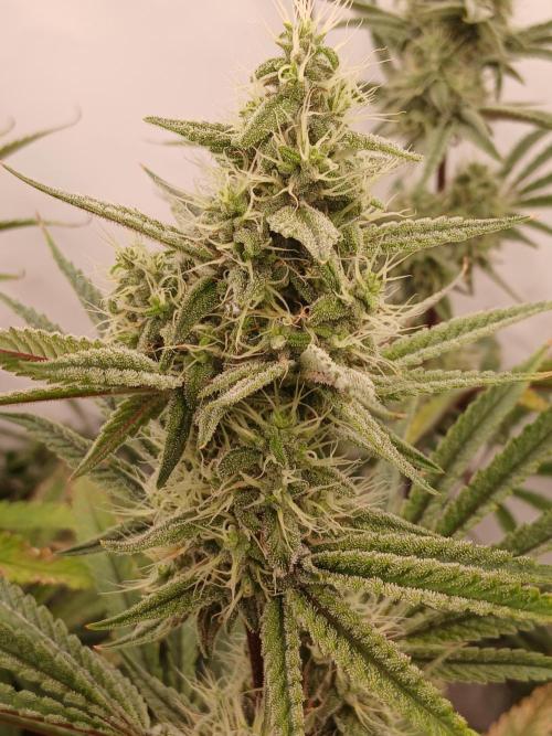 Super Sativa Seed Club DWC Version. Week 12