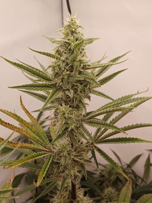Super Sativa Seed Club DWC Version. Week 12