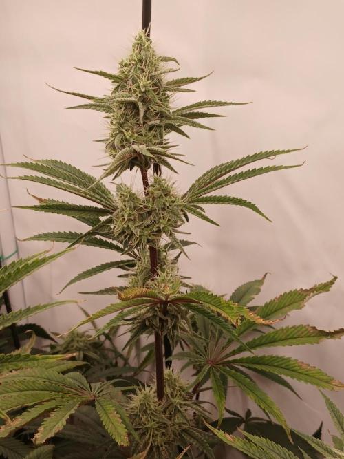 Super Sativa Seed Club DWC Version. Week 12