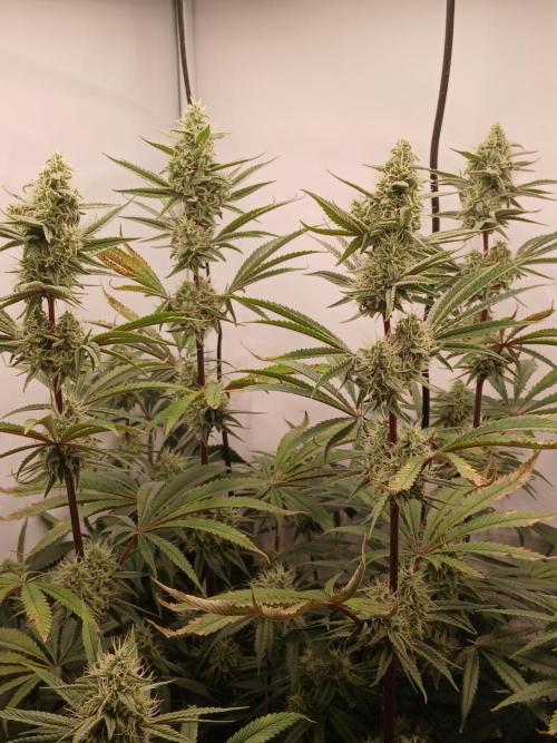 Super Sativa Seed Club DWC Version. Week 12