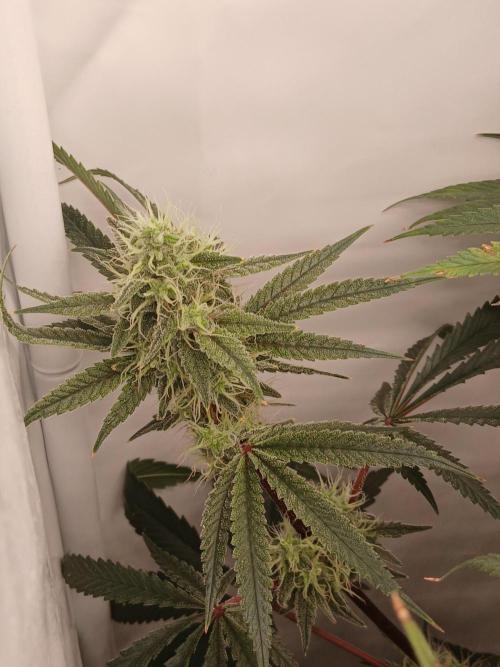 Super Sativa Seed Club DWC Version. Week 12