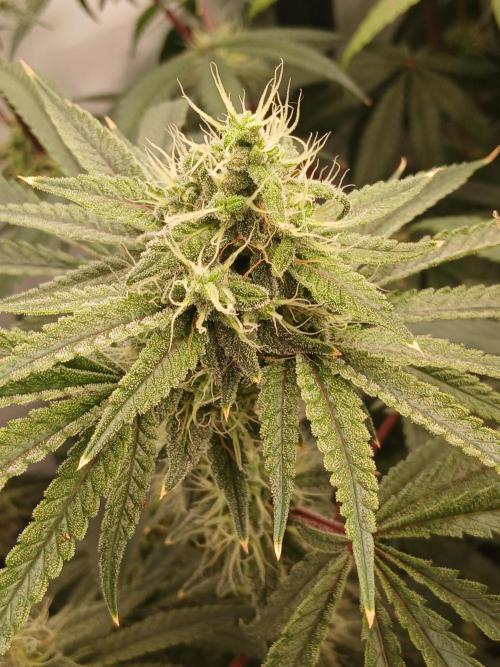 Super Sativa Seed Club DWC Version. Week 12
