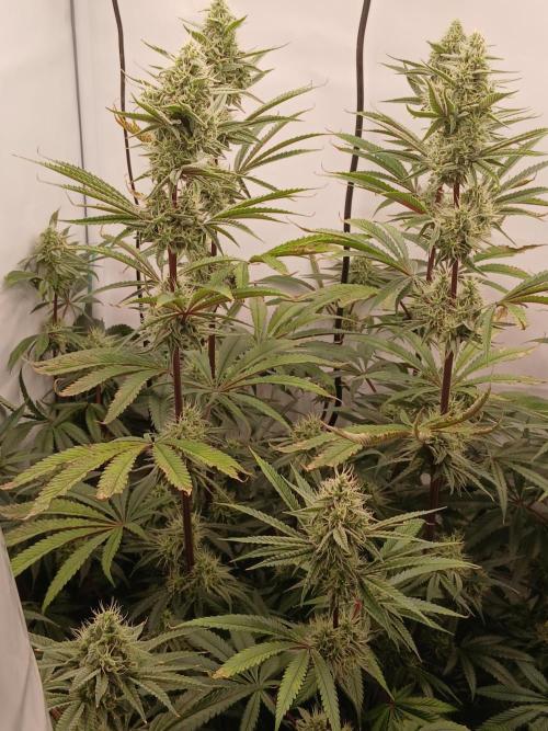 Super Sativa Seed Club DWC Version. Week 12
