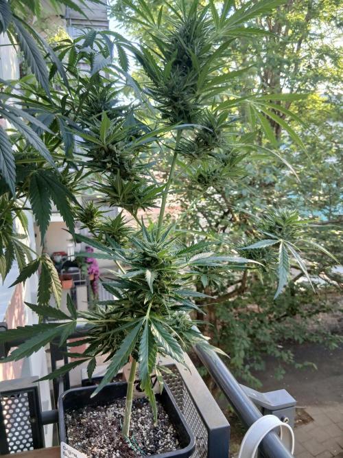 Original Skunk meets Auto. Week 13