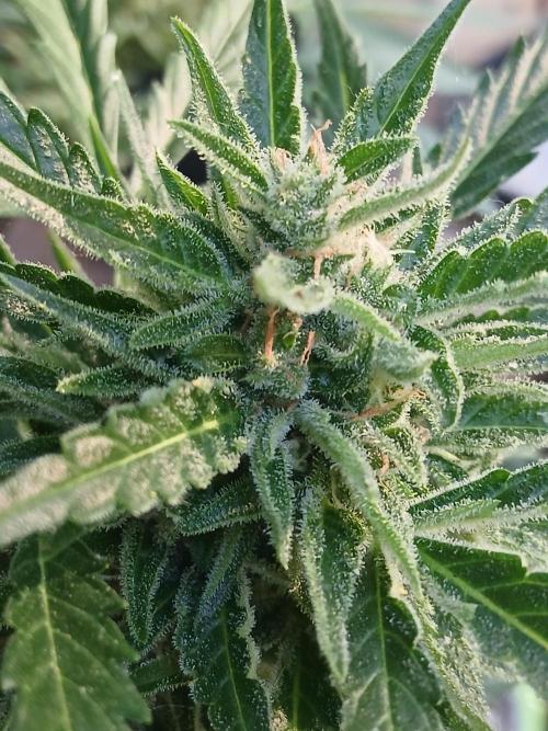 Original Skunk meets Auto. Week 13