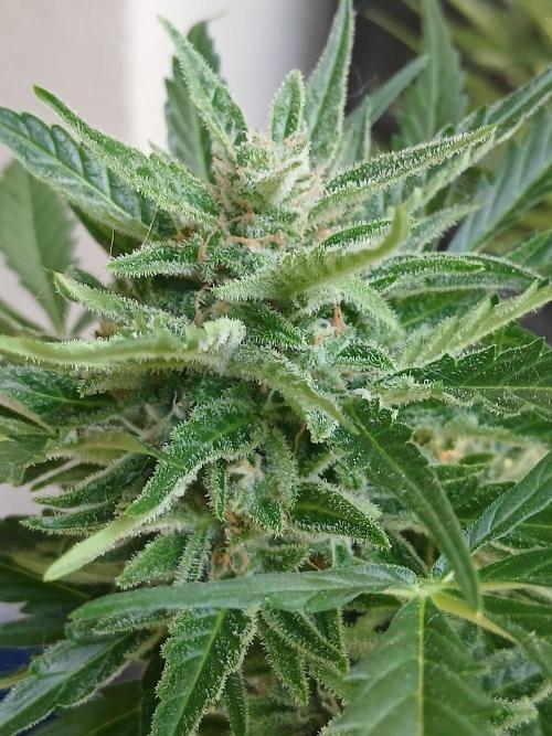 Original Skunk meets Auto. Week 13