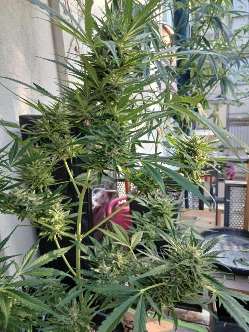 Original Skunk meets Auto. Week 13