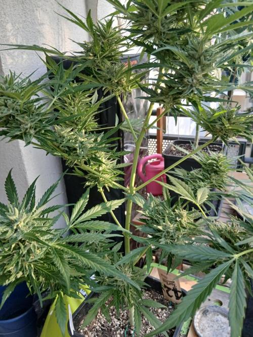 Original Skunk meets Auto. Week 13