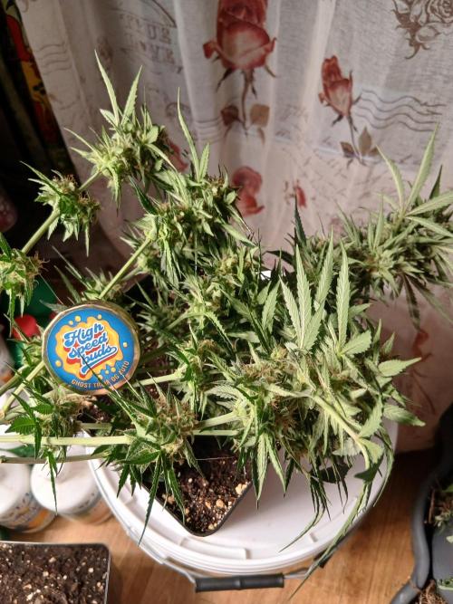 Ghost Train Og. Week 13