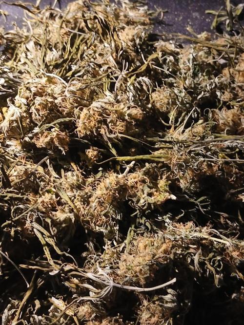 Raunächte-Grow mit Exotic Seed. Week 12
